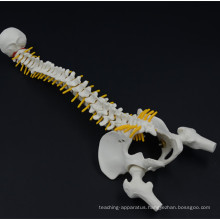 Best-selling model skeleton spine